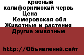 красный калифорнийский червь › Цена ­ 2 000 - Кемеровская обл. Животные и растения » Другие животные   